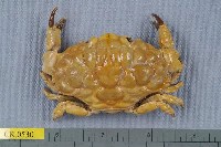 藏品(雕刻真扇蟹)的圖片